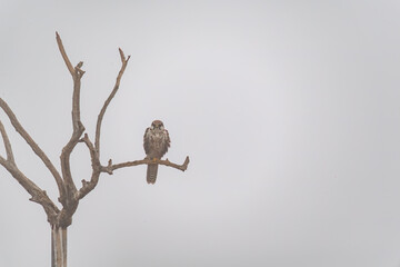 A laggar falcon perched on top of a tree inside Jorbeer vulture conservation area on the outskirts of Bikaner city