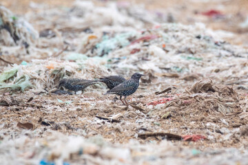 A flock of Rosy starlings perched on top of a bush branch on the outskirts of Bikaner city