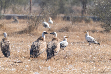 Himalayan Griffons and Cinereous Vulture feeding on a carcass inside Jorbeer vulture conservation area on the outskirts of Bikaner