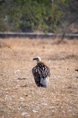 Himalayan Griffons perched on a top of a tree inside Jorbeer vulture conservation area on the outskirts of Bikaner