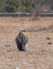 Himalayan Griffons perched on a top of a tree inside Jorbeer vulture conservation area on the...