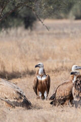 Himalayan Griffons and Cinereous Vulture feeding on a carcass inside Jorbeer vulture conservation area on the outskirts of Bikaner