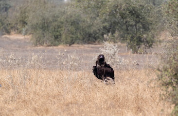 A Cinereous Vulture feeding on a carcass inside Jorbeer vulture conservation area on the outskirts of Bikaner
