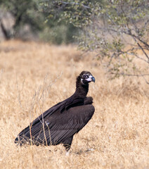 A Cinereous Vulture feeding on a carcass inside Jorbeer vulture conservation area on the outskirts...