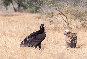 A Cinereous Vulture feeding on a carcass inside Jorbeer vulture conservation area on the outskirts of Bikaner