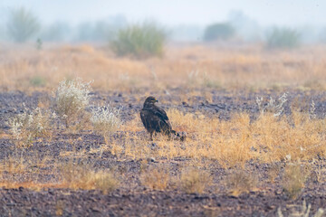 A tawny eagle perched on top of a tree inside Jorbeer vulture conservation area on the outskirts of Bikaner city
