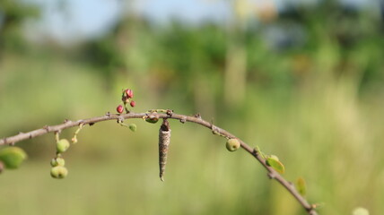 A brown cocoon hangs on a tree branch in the forest of East Java, Indonesia