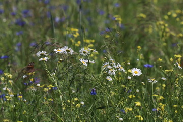 field of flowers