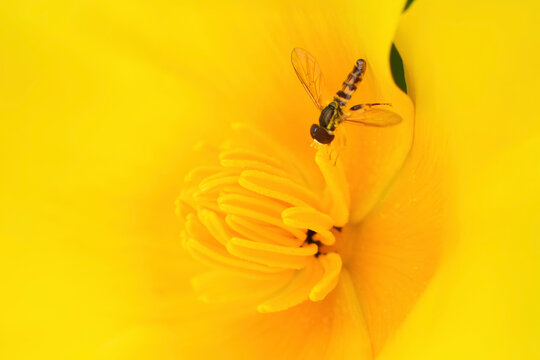 Flower fly on yellow flower - Powered by Adobe
