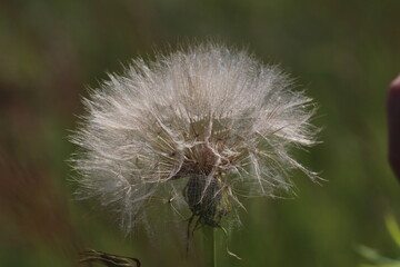 dandelion on a green background