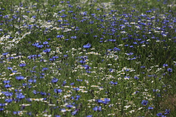 a field of cornflowers and chamomiles
