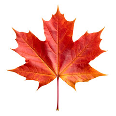 Vibrant red maple leaf. Transparent background