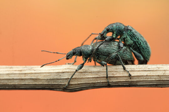 a pair of nettle leafhoppers copulate on a stick