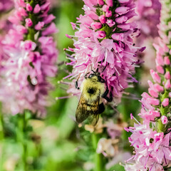 Nectar gathering bee