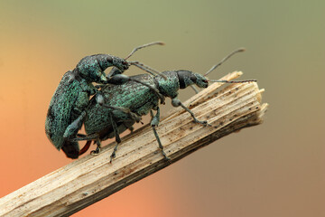 a pair of nettle leafhoppers copulate on