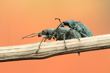 a pair of nettle leafhoppers copulate on a stick
