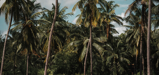 Palm tree tropical forest landscape, green leaves coconut trees