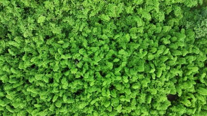 An enchanting overhead drone shot capturing the undulating canopy of a vibrant green bamboo forest. The uniform yet dynamic movement of the leaves creates a living, breathing tapestry of nature. 