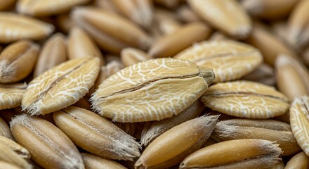 Close-Up of Wheat Grains: A Detailed Macro Photography