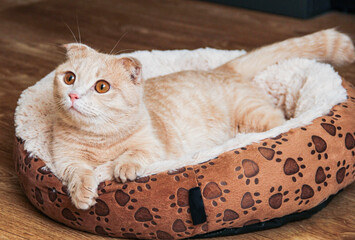 A Munchkin cat with short legs and floppy ears