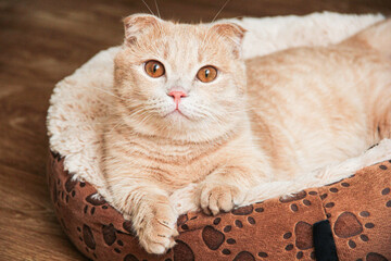 A Munchkin cat with short legs and floppy ears
