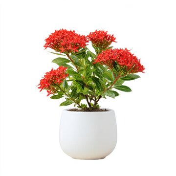 Vibrant Red Ixora Flowers in White Pot Against White Background