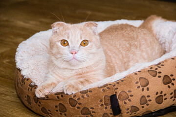 A Munchkin cat with short legs and floppy ears