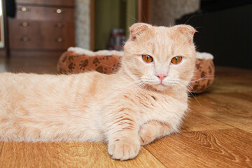 A cute Munchkin cat is relaxing on the couch