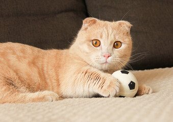 Cute red-haired Munchkin cat playing with a ball