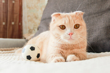 Cute red-haired Munchkin cat playing with a ball