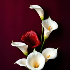 Obraz premium An arrangement of calla lilies mainly white with a single red bloom against a dark red backdrop