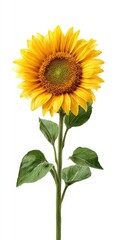 Naklejka premium Vibrant Yellow Sunflower with Green Leaves on White Background
