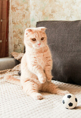 Cute red-haired Munchkin cat playing with a ball
