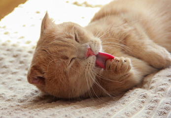 A cute Munchkin cat is relaxing on the couch