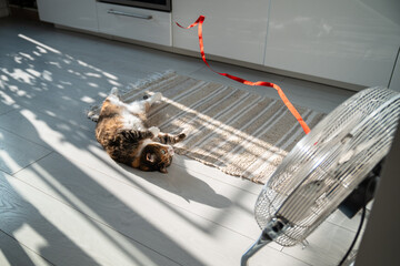 Summer heat and pet at home. Playful cat lying on the floor, escapes from heat with help of electric fan, playing with red ribbon on wind, top view. Stuffiness in apartment without air conditioning. 