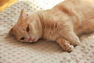 A cute Munchkin cat is relaxing on the couch