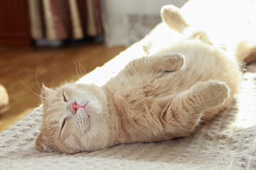 A cute Munchkin cat is relaxing on the couch