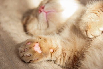 Cat's paws and nose close-up. Cute photo of a Munchkin cat