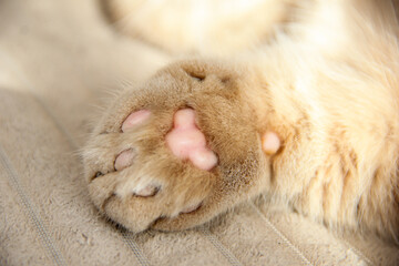 Cat's paws and nose close-up. Cute photo of a Munchkin cat