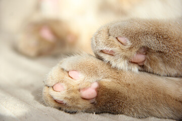 Cat's paws and nose close-up. Cute photo of a Munchkin cat