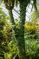 Palm Paradise Tropical Grove in the Sunlight