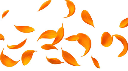 Fototapeta premium Flying orange petals isolated on transparent background