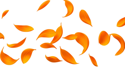 Flying orange petals isolated on transparent background