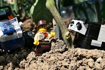 Naklejka premium LEGO City figure of jungle explorer with hat like Indiana Jones, with ATV buggy behind his back, examining stalk of tomato plant with LEGO Minecraft panda. Late spring daylight sunshine. 