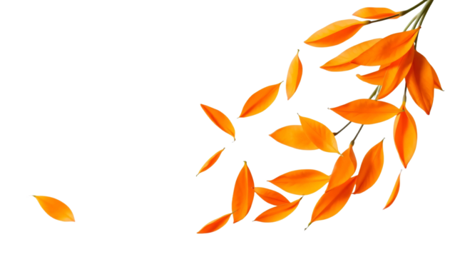 Flying orange petals isolated on transparent background - Powered by Adobe