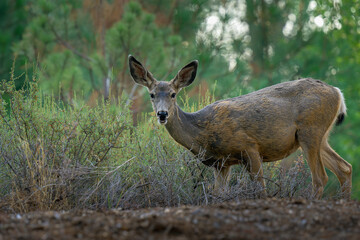 2024-09-10 SIDE SHOT OF A MATURE WHITE TAIL DEER WALKING THROUGH THE YARDS IN SUNRIVER OREGON-1.tif