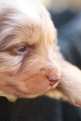 Puppy with a black nose and brown fur