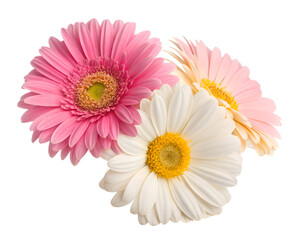 pink gerbera daisy white daisy and red flower cluster