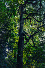 trees in the forest