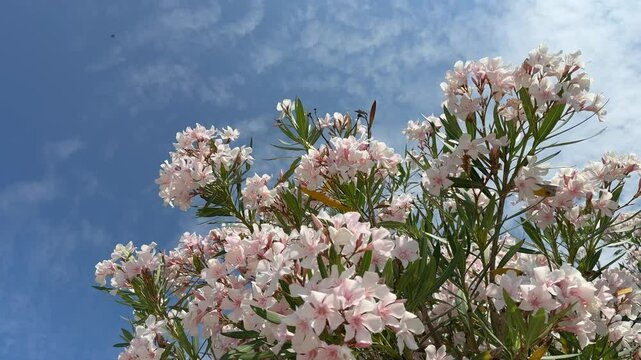 Beautiful blooming oleander nerium white pinkish flowers.